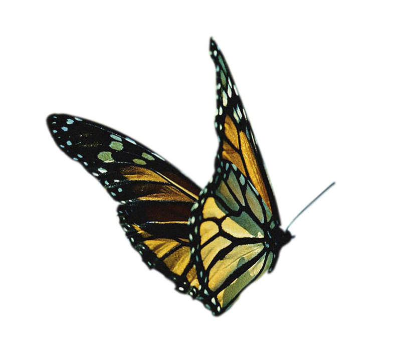butterfly clipart photoshop - photo #15